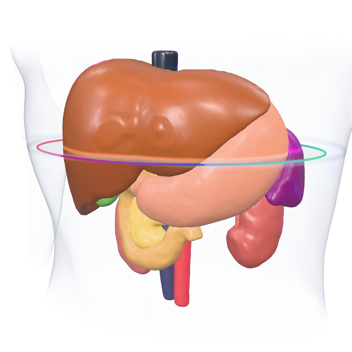 Abdomen en trois dimensions issu d’un atlas public : foie, rate, reins, surrénales, pancréas, estomac, duodénum, vésicule biliaire et gros vaisseaux dans un tronc translucide.