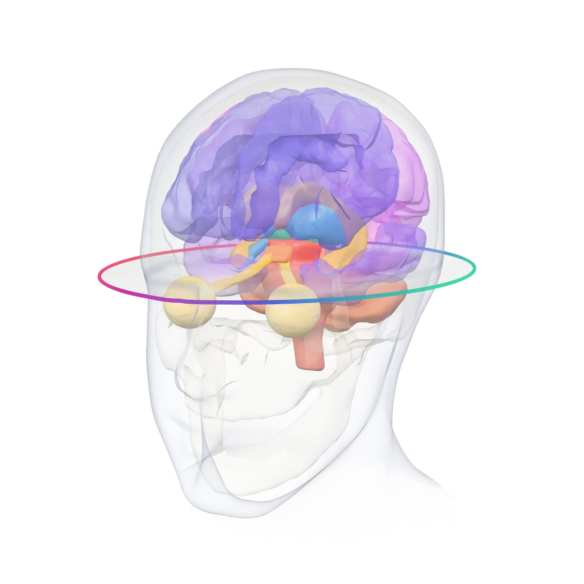 Encéphale en trois dimensions issu d’un atlas public : lobes, cervelet, tronc cérébral, hippocampes, thalamus et ventricules dans un crâne translucide, colorés comme dans AutoSeg.
